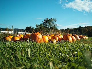 Pumpkins, taken at the Hancock Shaker village
