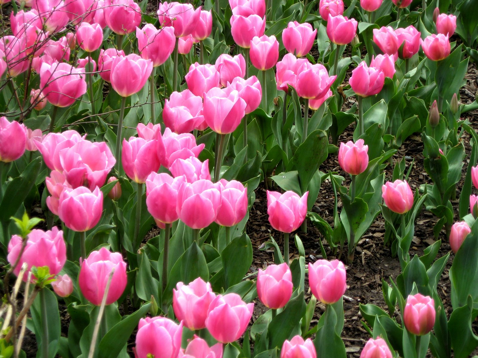 [pink_tulips.jpg]