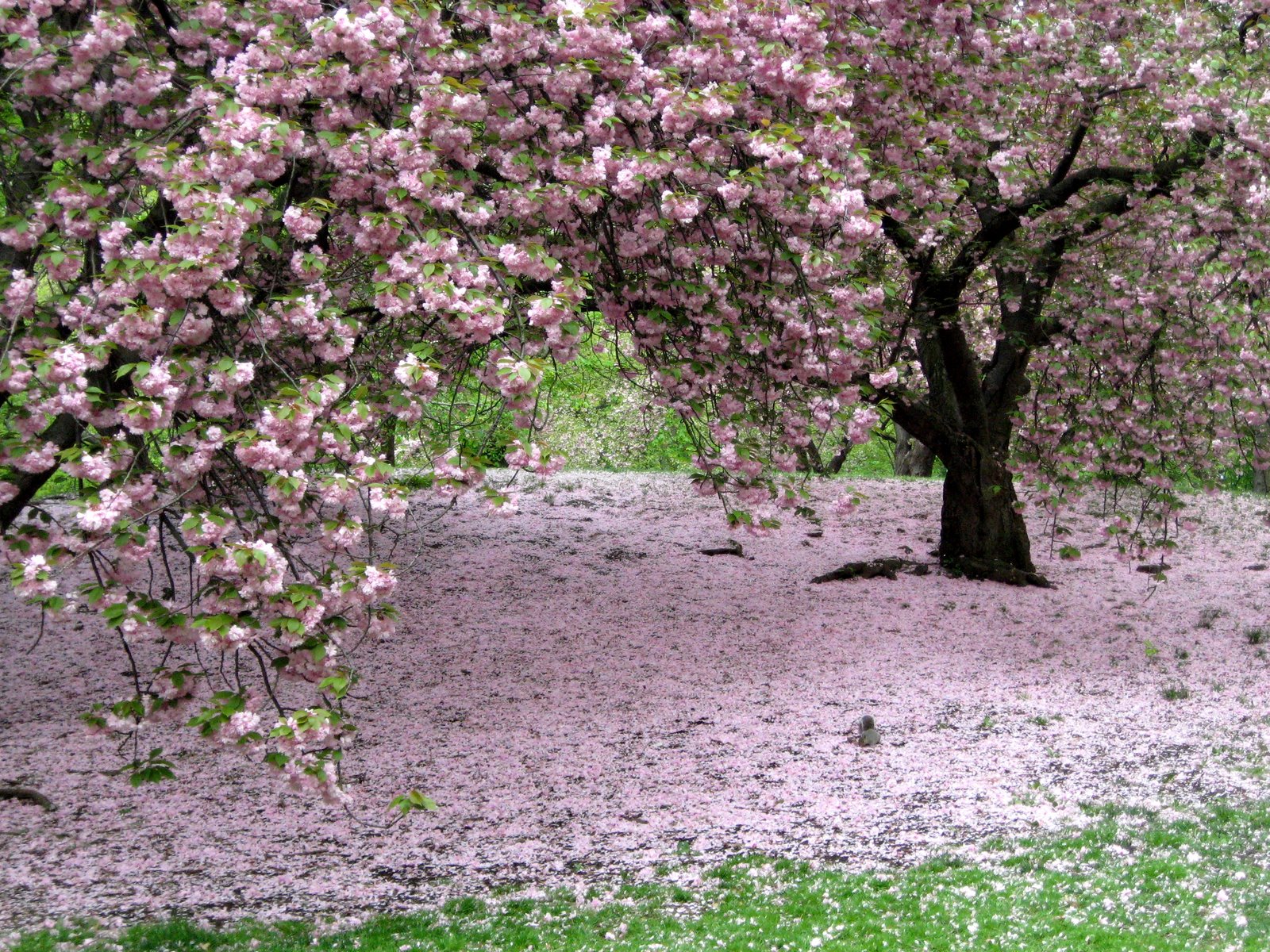 [cherry_blossom_fallen_3.jpg]