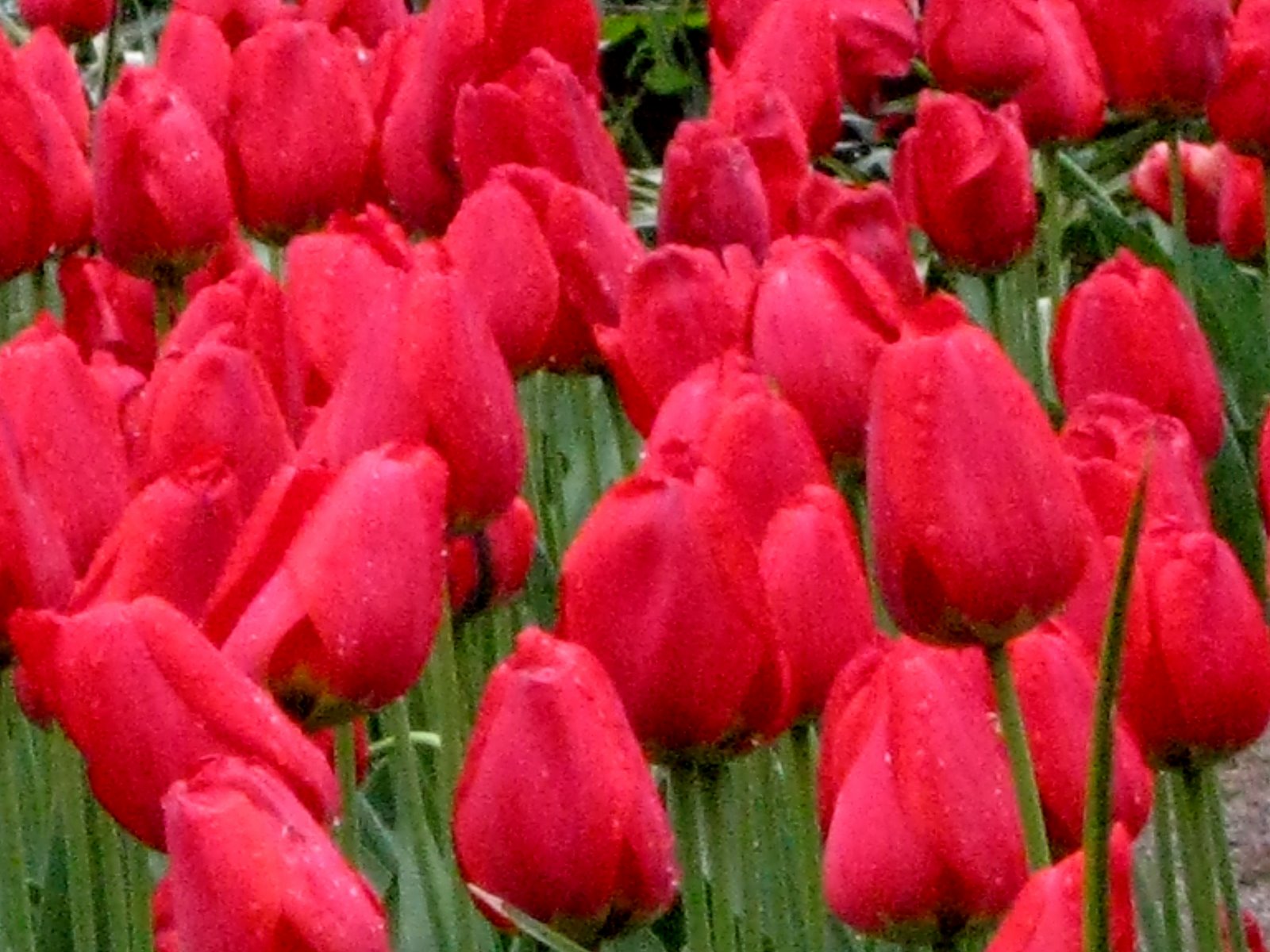 [red_tulips_2.jpg]