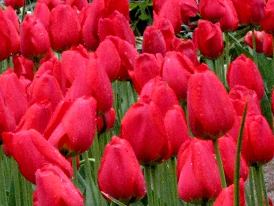 Red Tulips