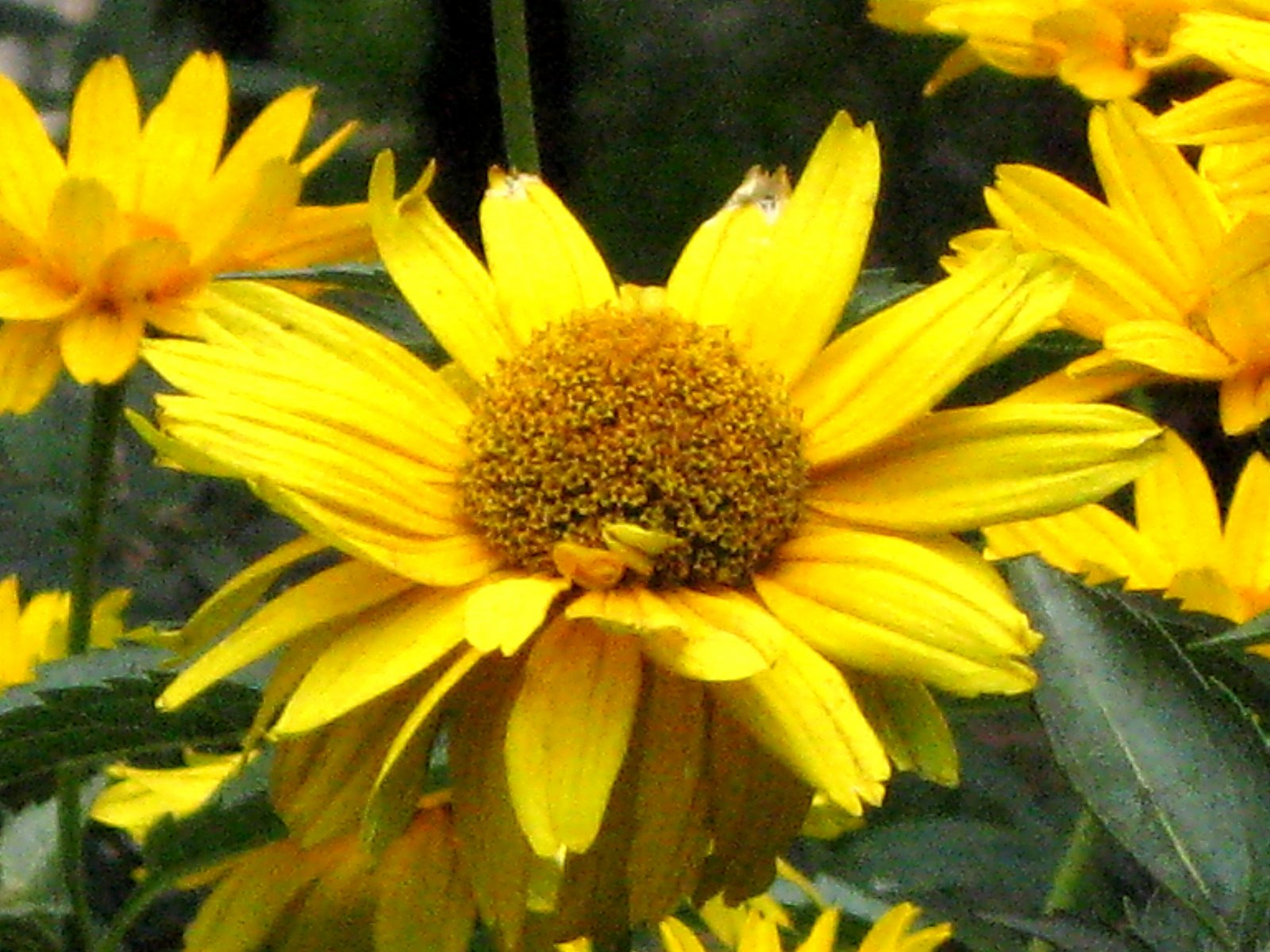 [ox_eye_false_sunflower.jpg]