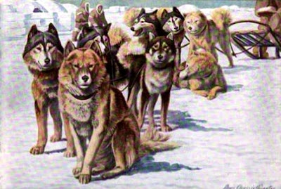 Alaskan Eskimo Dogs