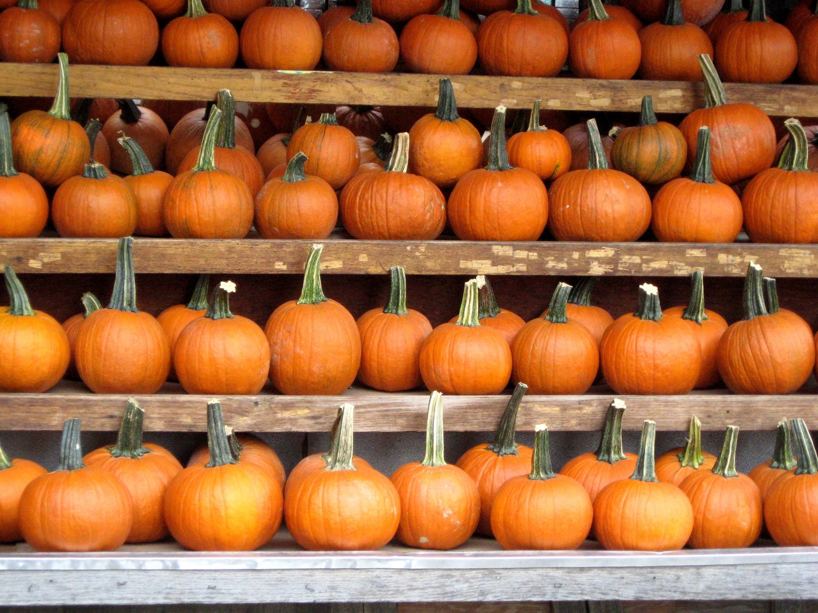 [pumpkin_wall_2.jpg]