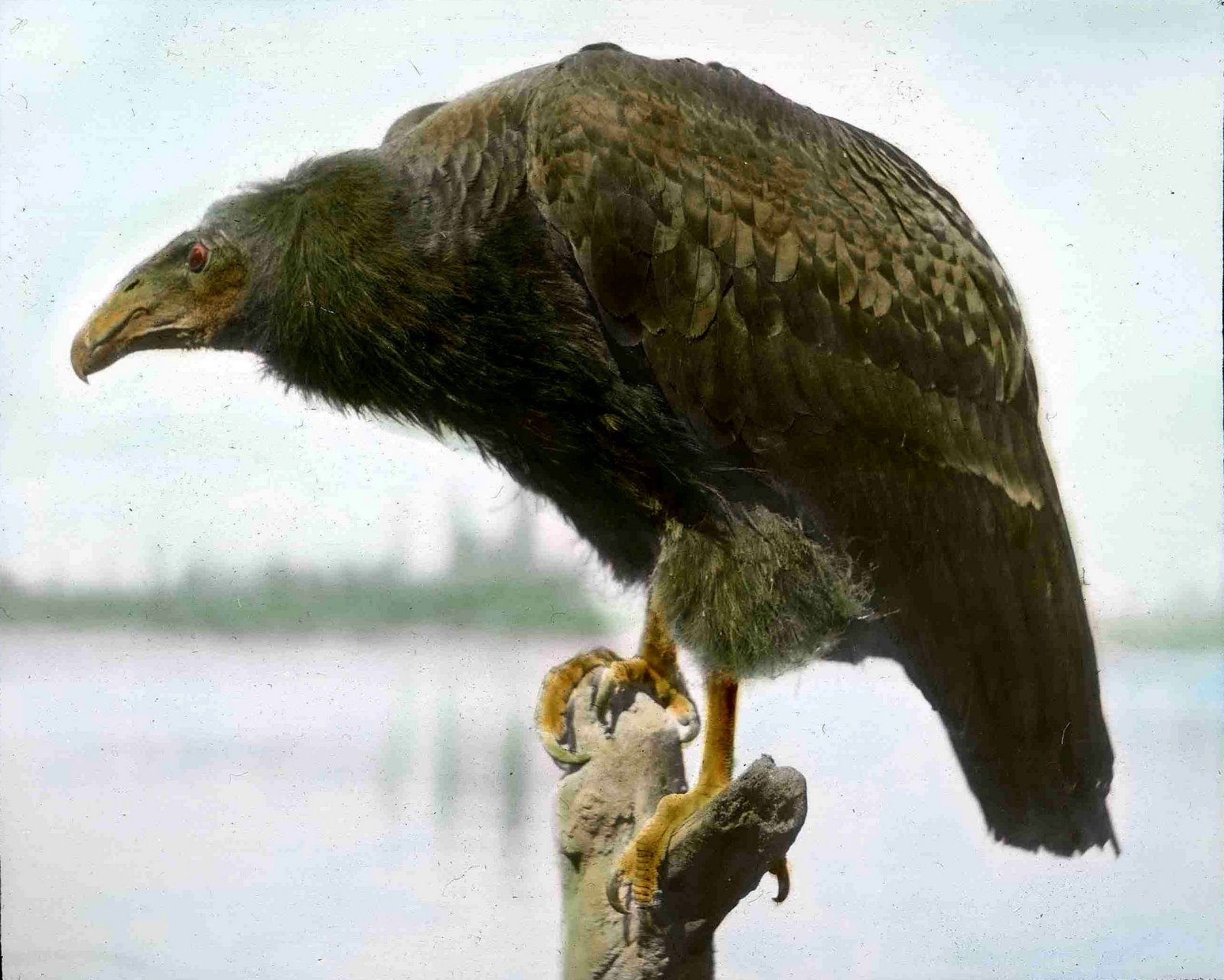 [california_condor_2.jpg]