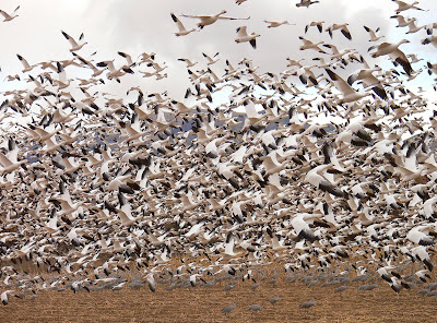 Snow Geese (Chen caerulescens)