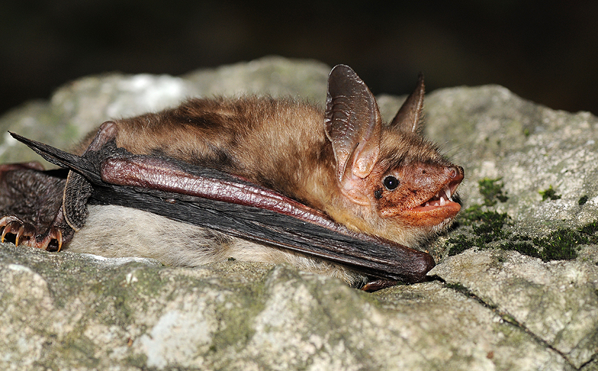 NeuroDojo: November 2010