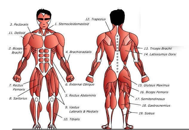 Alimentos buenos para los musculos