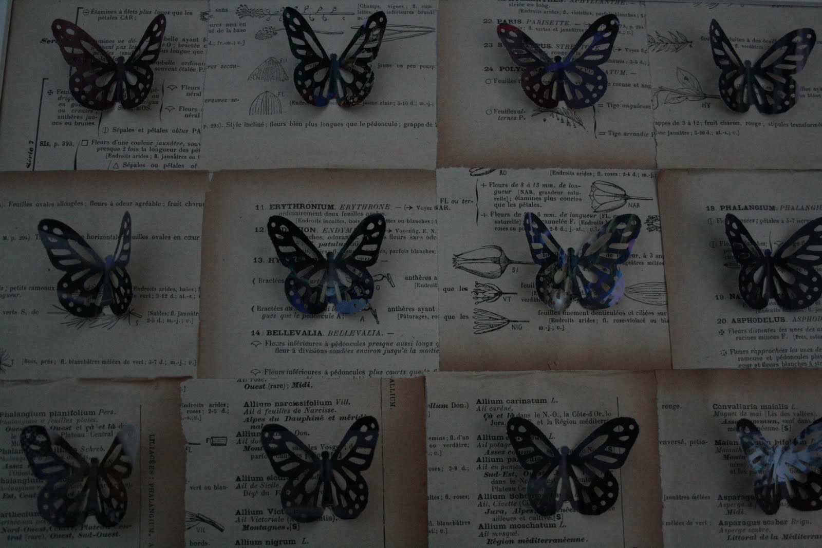 http://1.bp.blogspot.com/_T_iHPnt8nyg/TDYwu3KxELI/AAAAAAAACDY/MeW4_cytrm8/s1600/Kate+Kelleher+butterfly+cuts.jpg
