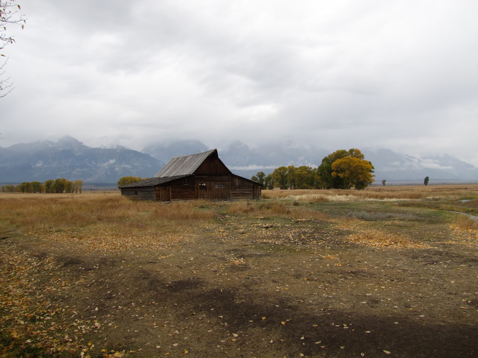 To Behold the Beauty Homeward Bound