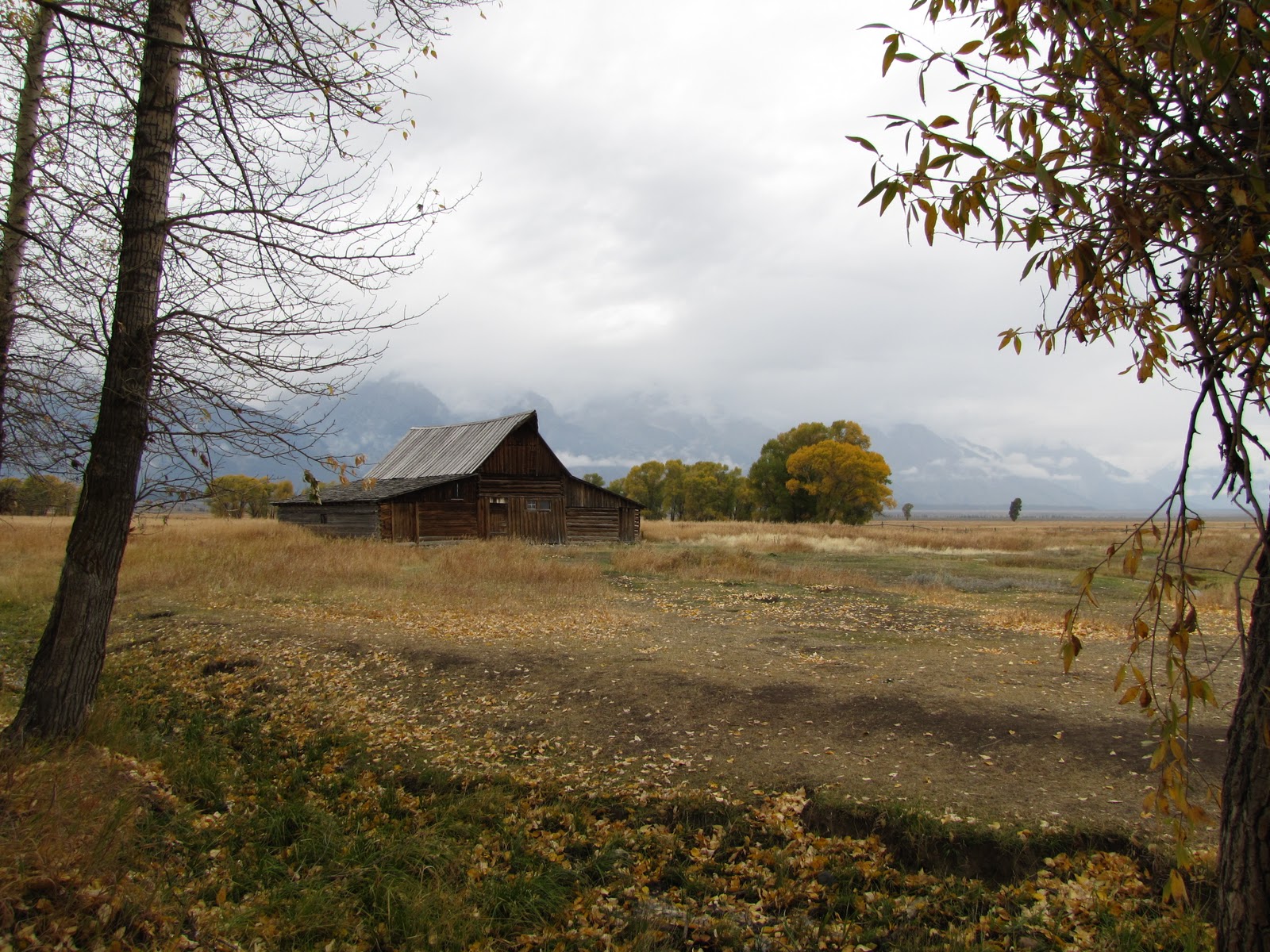 To Behold the Beauty Homeward Bound