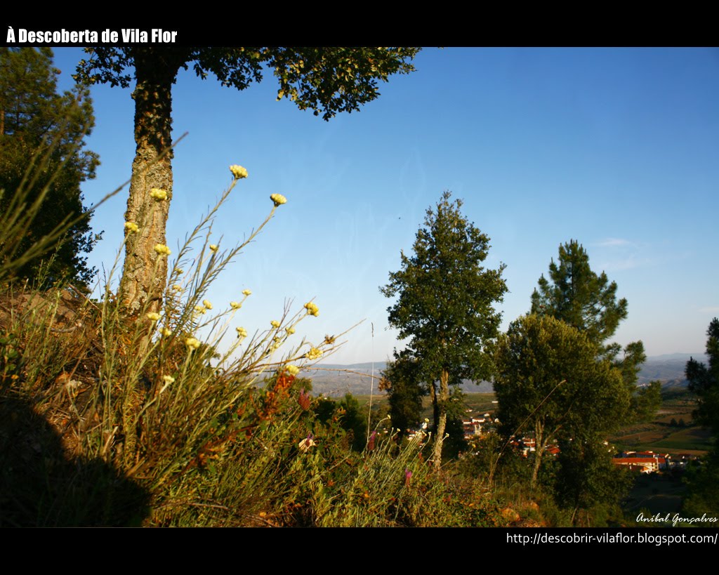 [VilaFlor1495.jpg]