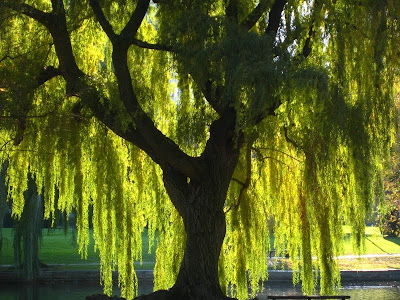 Weeping Willow