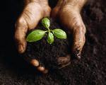 [soil.jpg]