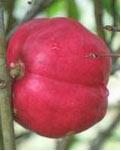 [Buah+Mahkota+dewa.JPG]