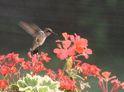 Hummingbird Flower Camp