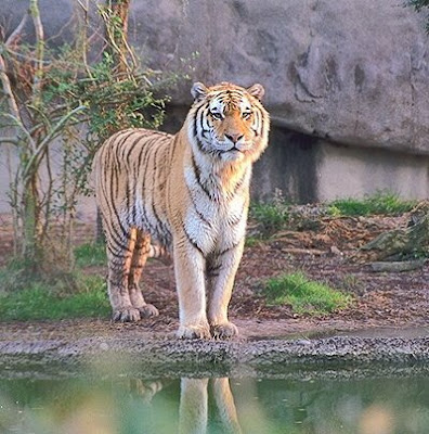Siberian Tiger Pic
