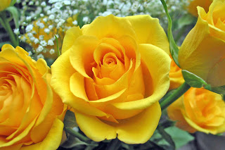 Yellow Rose Desktop Wallpaper