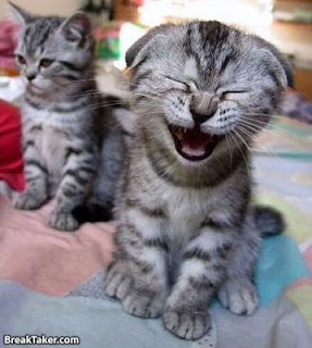 Funny Cat Laughing Picture