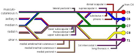 [750px-Brachial_plexus_color.svg.jpg]
