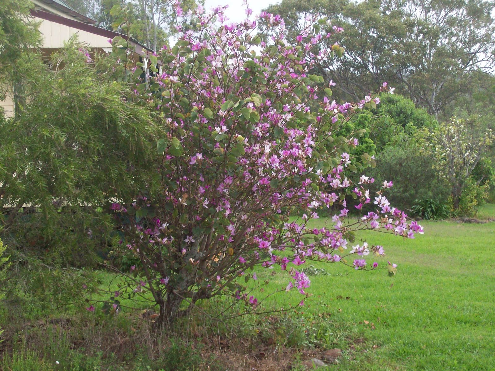 RIDGYDIDGE LIFE Orchid Tree in Full Bloom