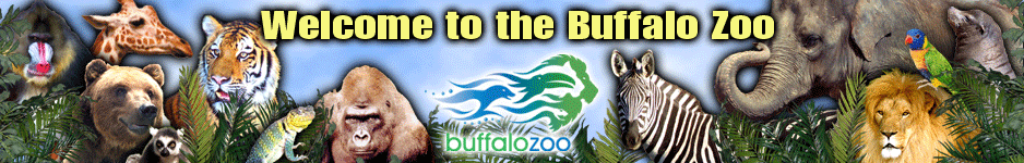 Buffalo Zoo Blog