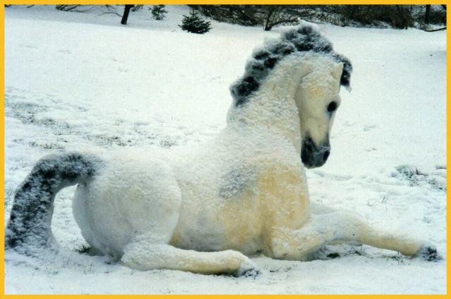 [snow+horse+2.jpg]