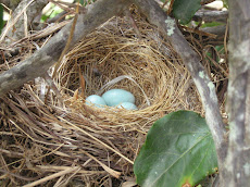 Nested Eggs