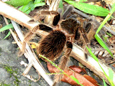 Roadside Tarantula