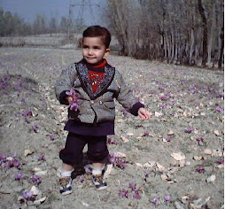 Saffron Field