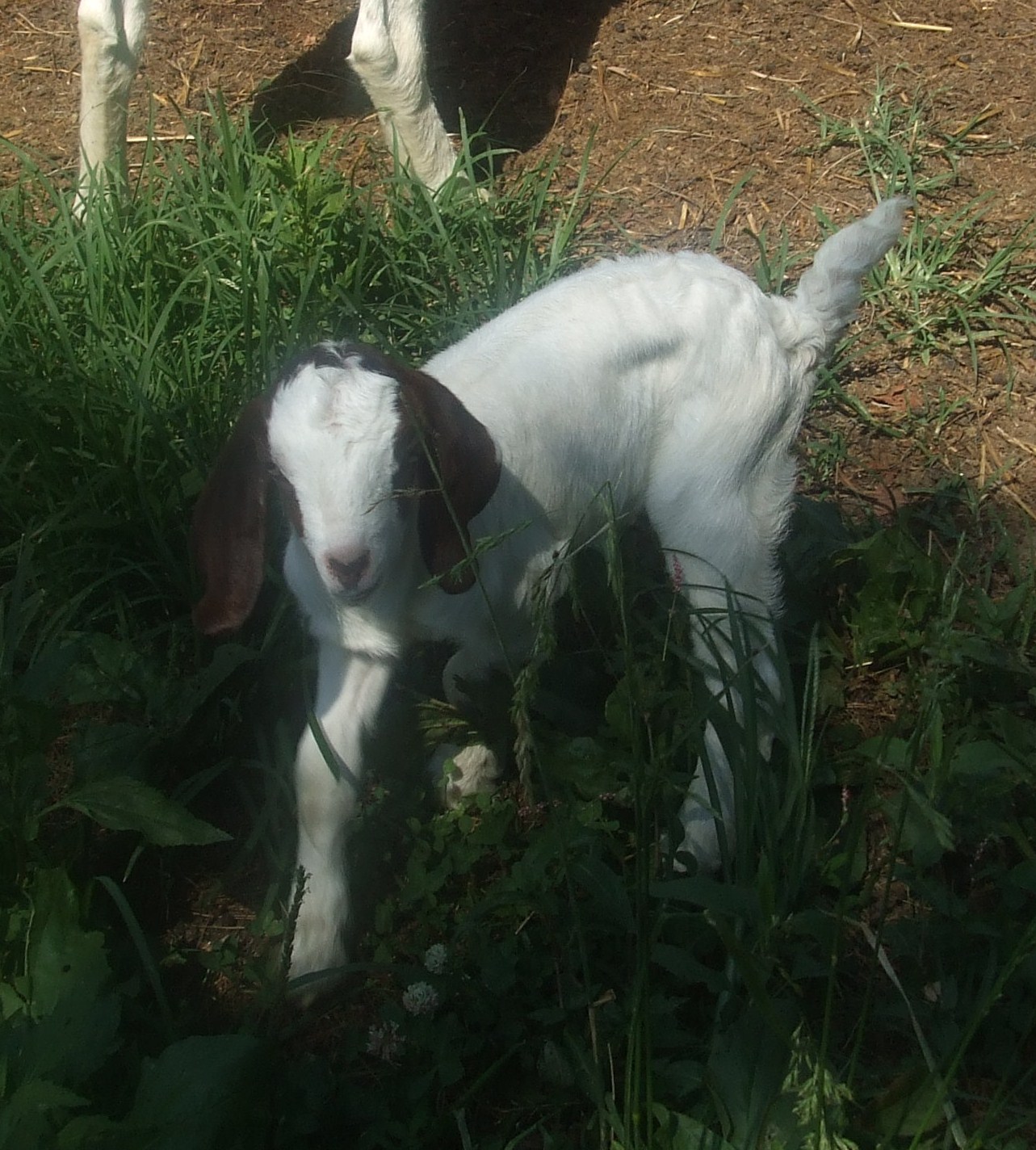 Sarver Acres Farm Boer goats for sale!