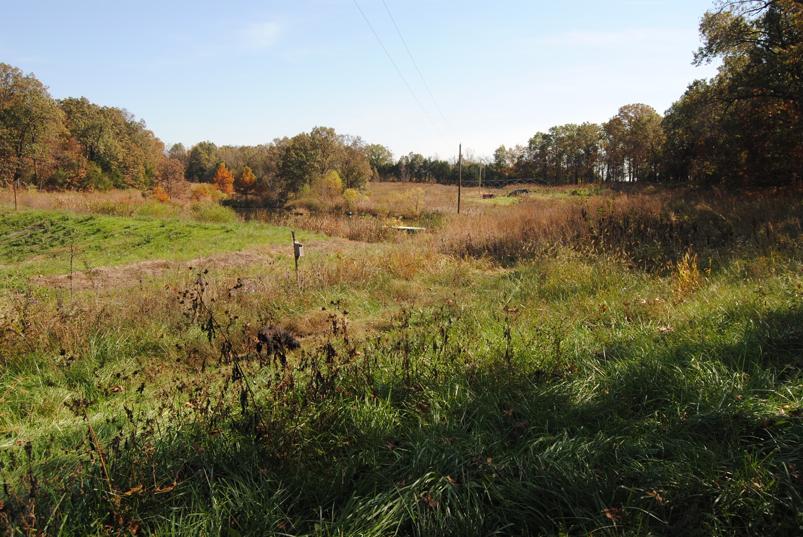 Native Bamboo or switch cane ( Arundinaria gigantea tecta) for more