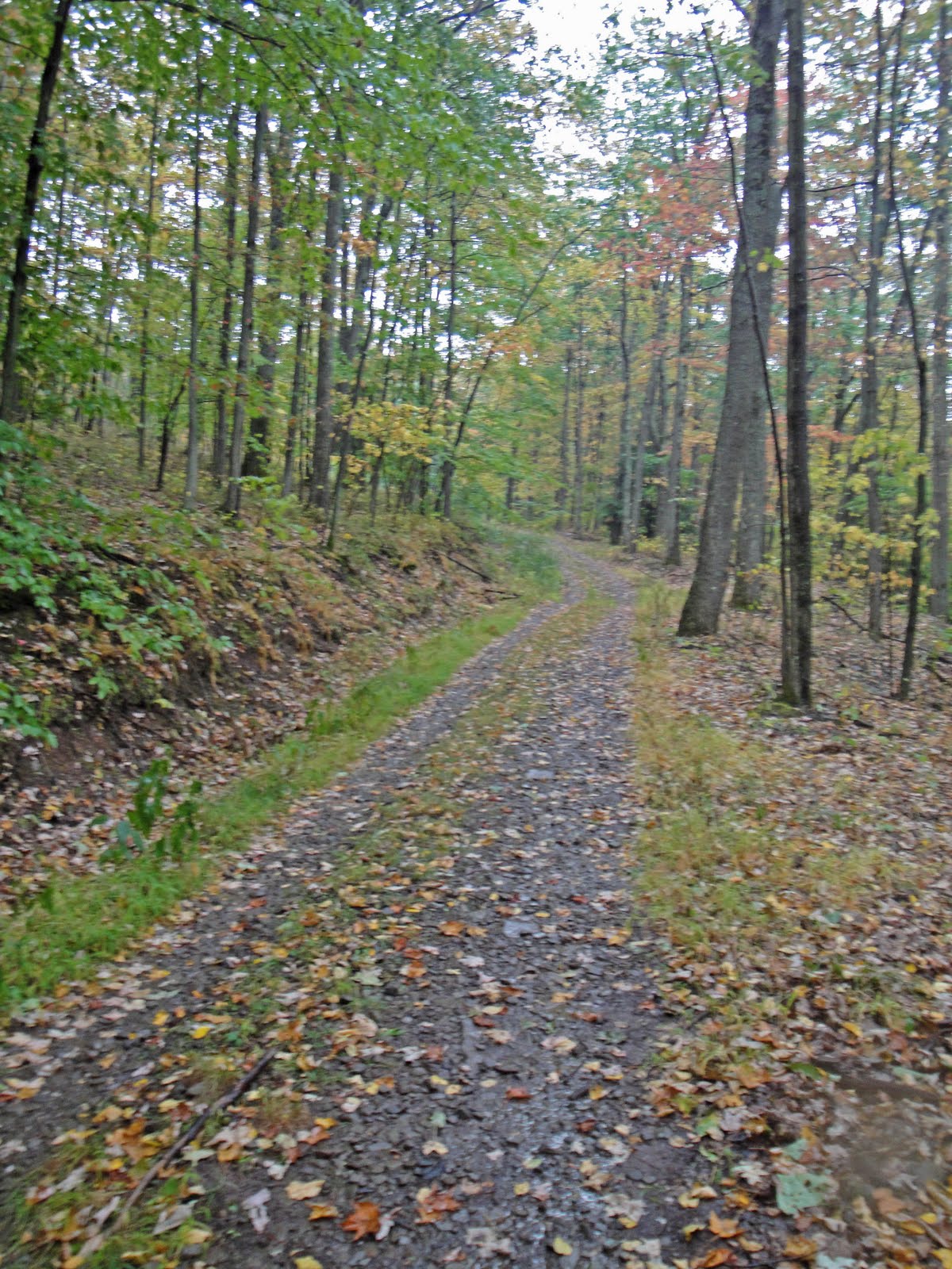 Outdoors Backbone Mountain, Maryland