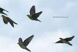 japanese pigeon flying birds sky shots underexposed earlier tricky noise against were very