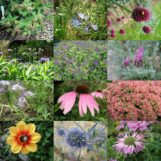 A dozen garden flowers which are good for bees