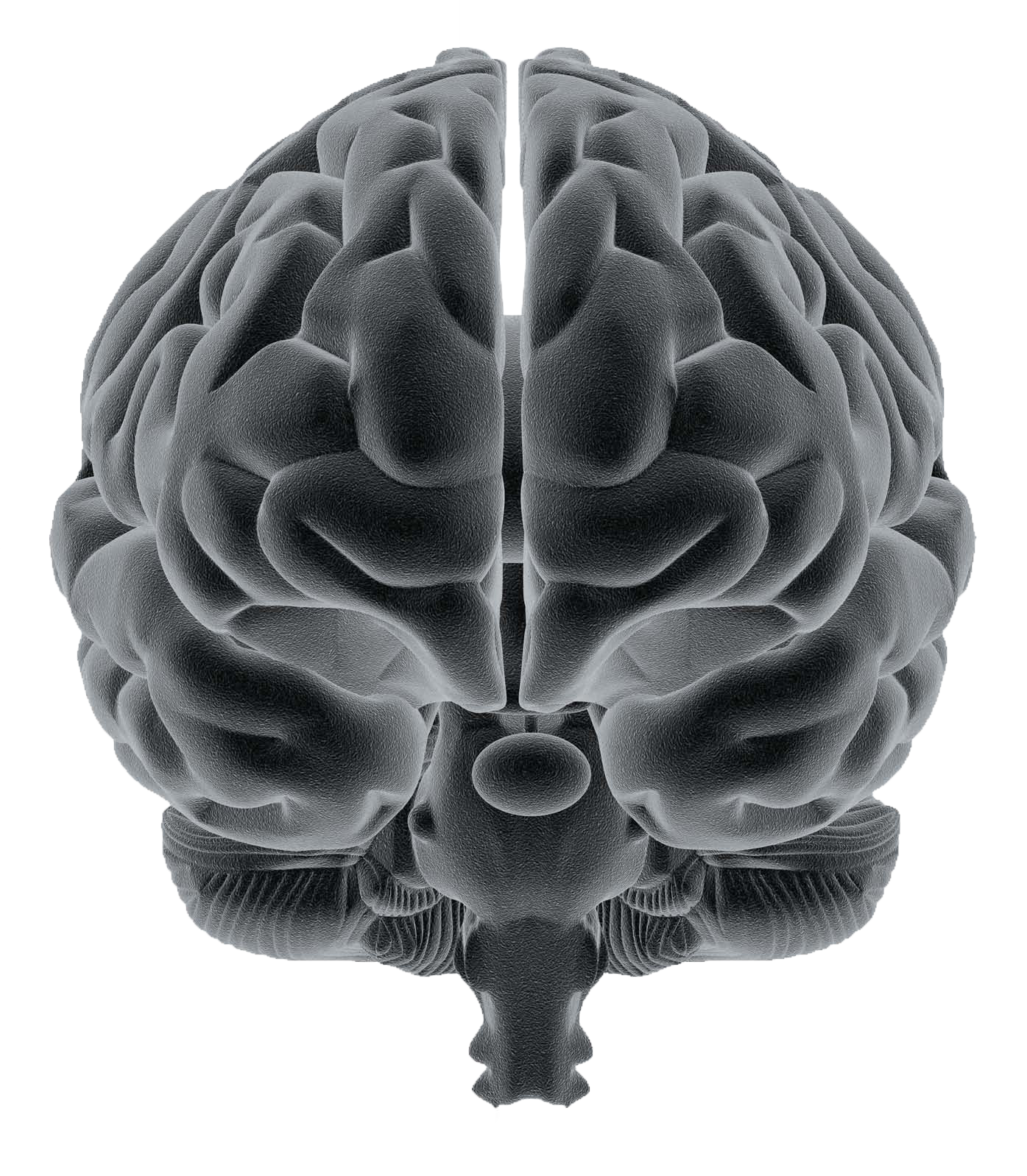 Brain sense. Мозг человека анфас. Мозг вид спереди.