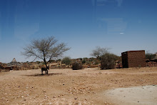 Empty Camel Market