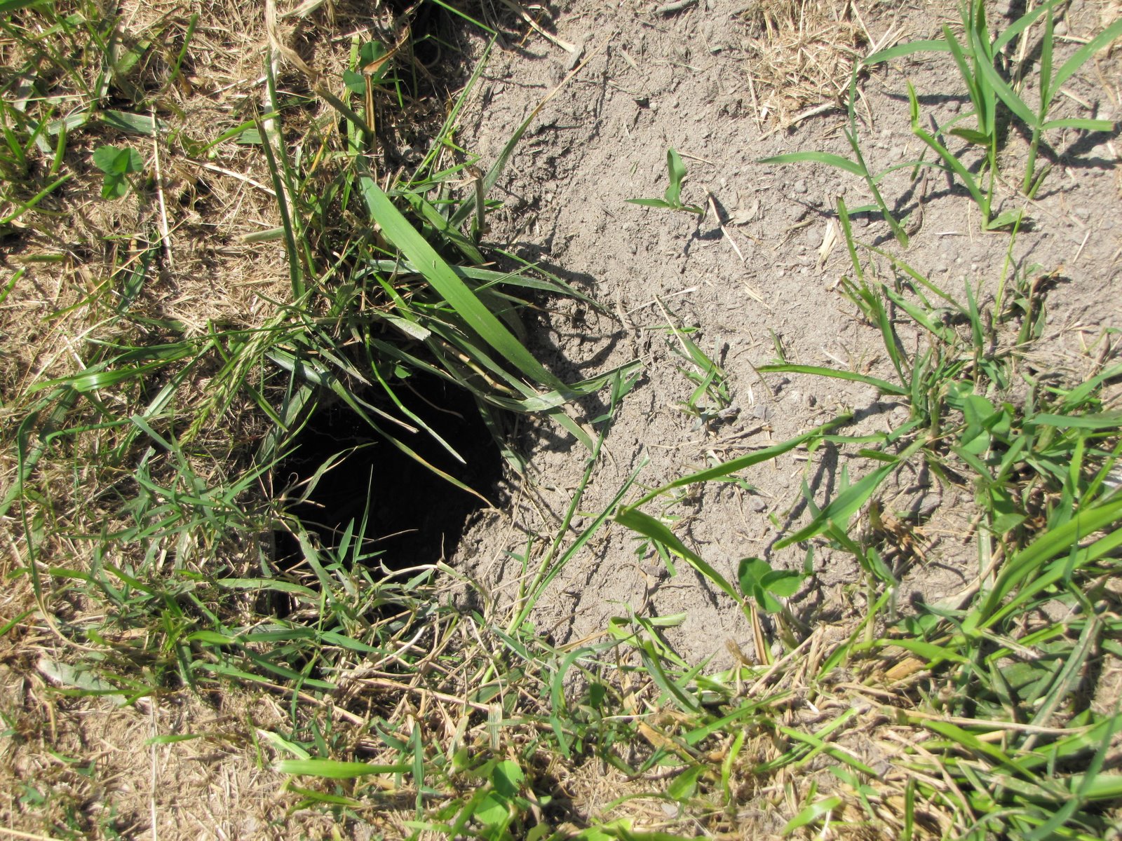 Contentment Acres Wild Animal Burrows