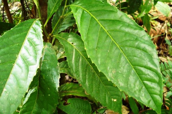 SUMPAHAN TOK KADOK SERANGAN SIAM KE TANAH ABANG (CERITA