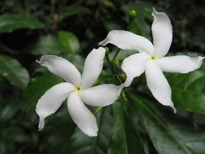 நந்தியாவட்டை