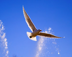 bird away flying 2009 escaped