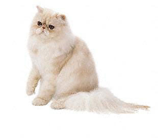Langharige katten, verzorg je die? - www.schrijven.wikidot.com
