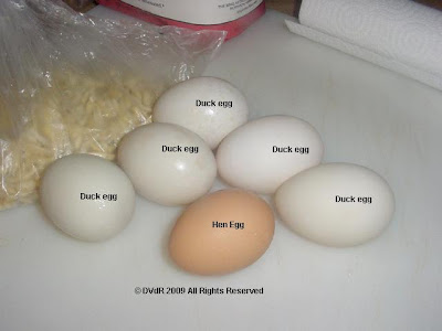 Stages of a Duck Egg