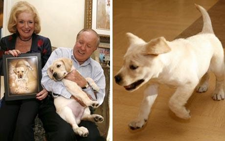 [clone-cachorro.jpg]