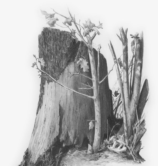 Березовый пень рисунок