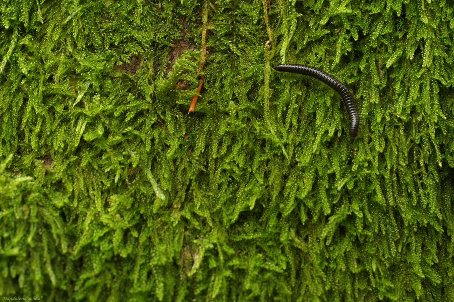 Am Wegesrand: Juli 2010