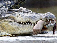 [crocodilo.jpg]