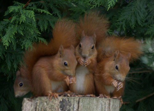 Group Of Squirrels 22