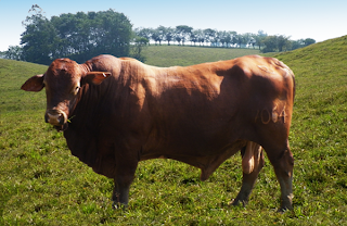 beefmaster semental