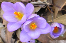 Spring out of Autumn